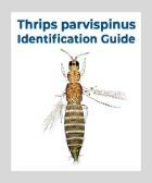 Thrips-parvispinus-ID-guide-thumbnail